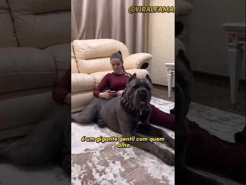 5 MOTIVOS PRA TER UM CANE CORSO AGORA  #cachorro