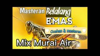 Download lagu Masteran Belalang EMAS Mix Murai Air// mix suara AIR ©JAMIN CEPAT MASUK MATERINYA mp3