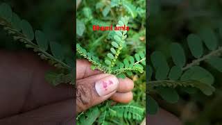 Download lagu Bhumi amla mp3 Download lagu Bhumi amla mp3