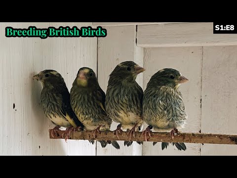 The FIRST Natives Weaned & BIG Project SPOILER | Breeding British Birds S1:E8