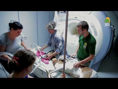 gasztroenterológus tanácsai a rossz lehelet miatt