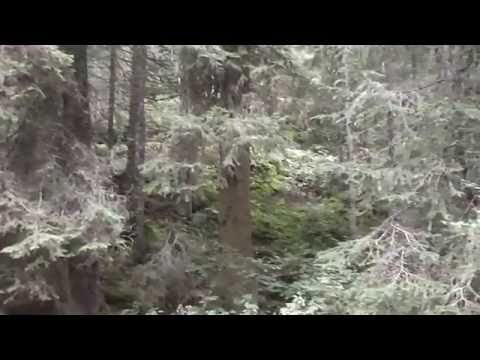 The forest in South Tyrol - Italy