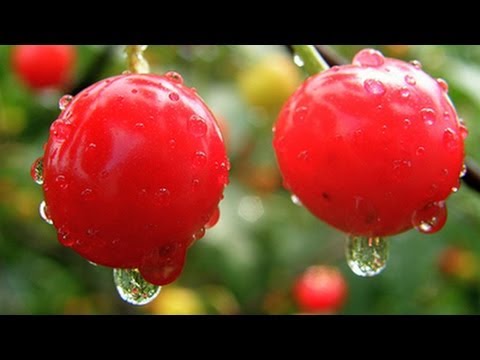 Diffusion und Osmose - Trailer Schulfilm Biologie