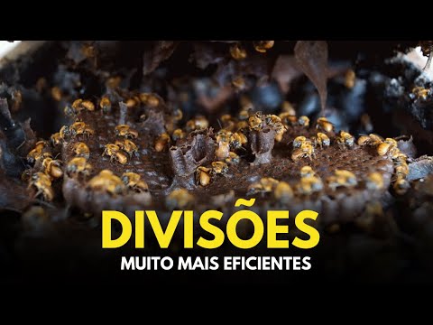 , title : 'Como fazer DIVISÃO de abelha sem ferrão'