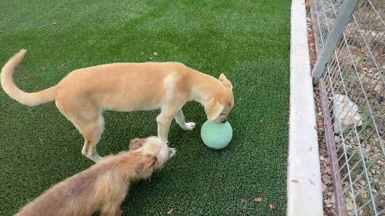 Enlarge Eli my mom is only 22 lbs, a Adopted mixed breed in Austin, TX video 4/4