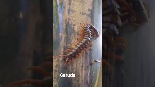 Download lagu #garuda#animals #sorts #youtube #nature mp3