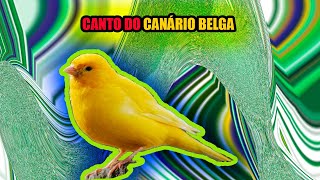  Canrio Belga  Canto