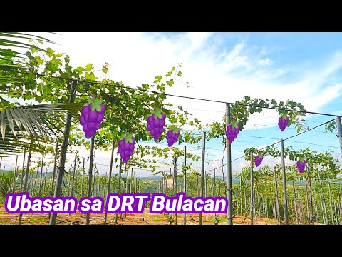 Ubasan sa DRT BULACAN / Grapes plantation in DRT BULACAN Philippines