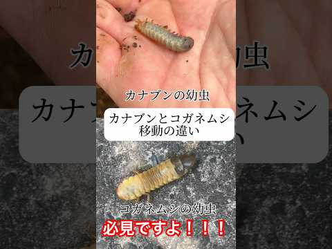 カブトムシとコガネムシの幼虫の見分け方は？両者の 5 つの違い + 写真とビデオ  庭園