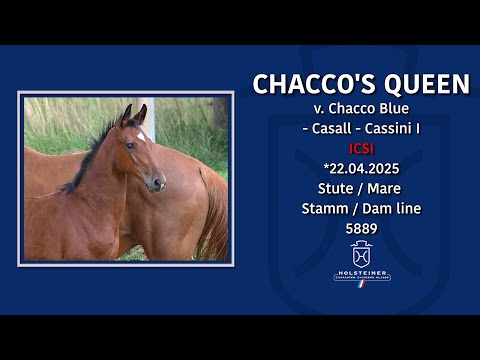 Tomorrow's Champions by Holsteiner 2025 | Nr. 10 v. Chacco Blue - Casall