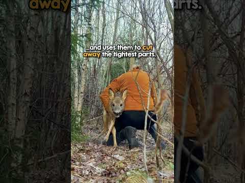 Terrified deer saved by heroic woman 👏