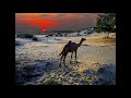 Old Somali Music Traditional And Classic Somali Music