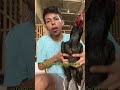 How To Care For Pakhoy Chickens Or Bangkok Chickens Howtocareforchickens Chickenfeed Chickenca