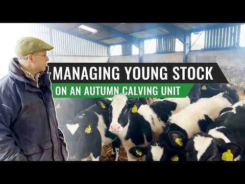 Managing Young Stock on an Autumn Calving Unit – Robin Blatchford, England