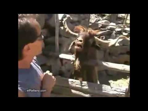 Interview mit einem Ziegenbock