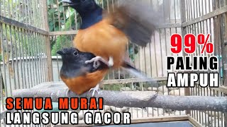 Download lagu SEKALI PUTAR❗Semua Murai Jantan dijamin langsung Nyaut GACOR | Terapi Murai Kawin !! mp3