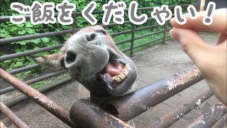 顔面崩壊ロバ！ご飯くだしゃい！