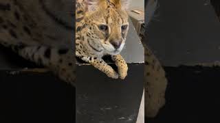 【おはようサーバルシリーズ➀】
