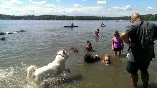 preview picture of video 'Fluffy dog swimming at SPCA Puppy Plunge, Clancy the Keeshond'