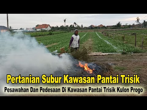 Suasana Pedesaan Dan Pertanian Yang Subur Daerah Pesisir Pantai Trisik Kulon Progo