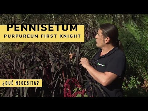 , title : 'Pennisetum purpureum first knight: características y cuidados - Decogarden - Jardinatis'