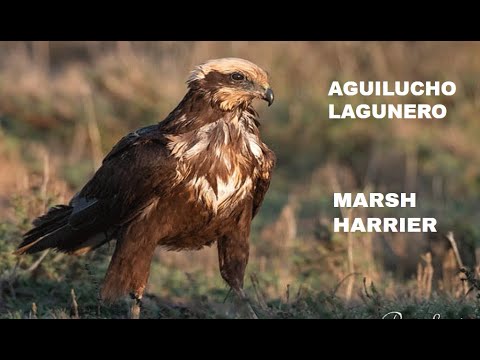 AGUILUCHO LAGUNERO | MARSH HARRIER 1 Circus aeruginosus