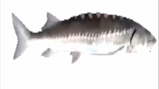 Download lagu Fish spinning to Doom Eternal Theme (1 hour) mp3