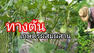 ทางตัน เกษตรผสมผสาน