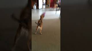 Bianca and Her Favorite Pig