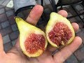 California: Best Fig Varieties?
