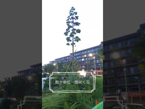 アガベ アメリカーナ