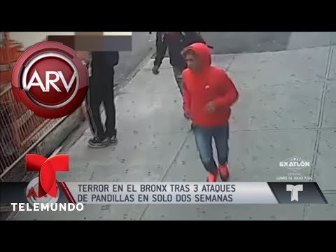 Los Trinitarios siguen sembrando el terror en El Bronx | Al Rojo Vivo | Telemundo