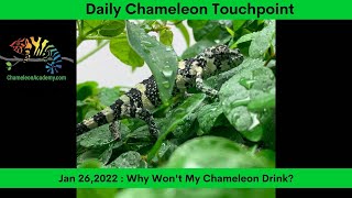 Why is My Chameleon Not Drinking?