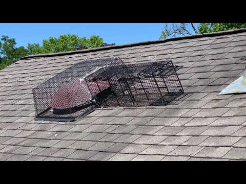 Opportunistic Raccoons Break Into Attic in Oakhurst, NJ