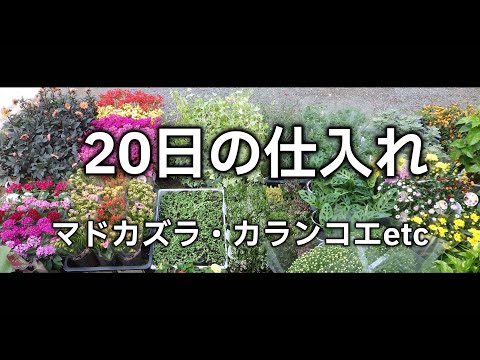 小低木のバラ 'Bad Wörishofen 2005' 植物
