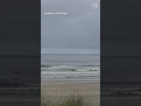La orca ahuyenta al surfista de Oregón