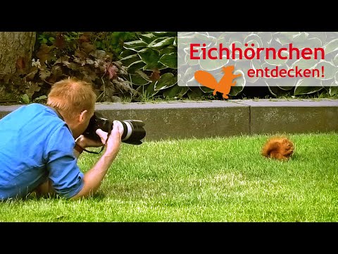 Eichhörnchen überrascht Fotografen
