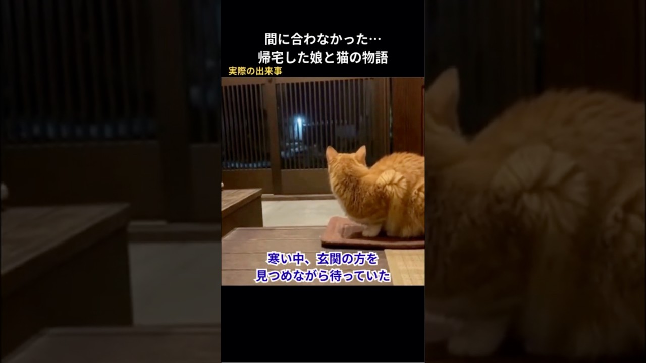 間に合わなかった！帰宅した娘と猫の物語 #猫動画 #猫 #感動