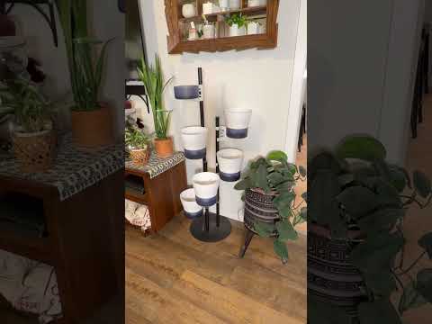 Money Plant Pothos Live in Hanging Pot