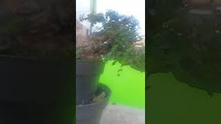 Download lagu SERUT ( STREBLUS ASPER) SLANTING #serut  #fyp mp3