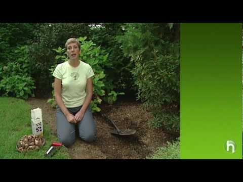 Comment planter des bulbes