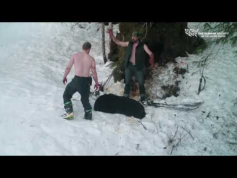 Father and Son Kill Hibernating Bear and Her Cubs