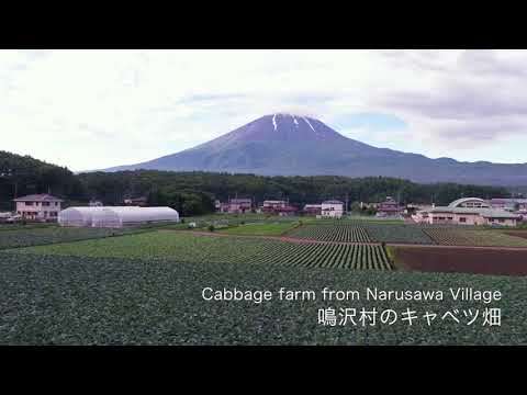 鳴沢村(キャベツ畑)
