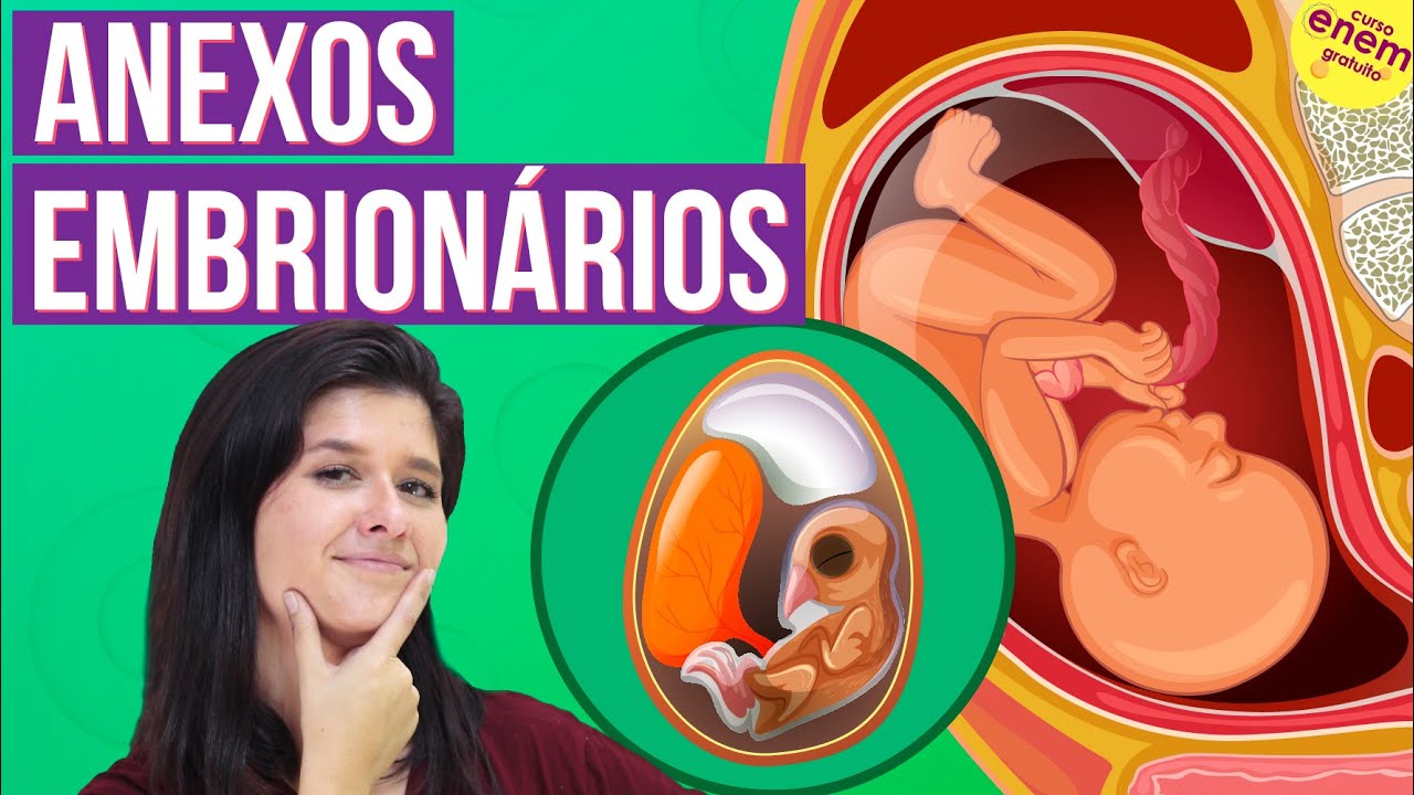 ANEXOS EMBRIONÁRIOS E SUAS PRINCIPAIS FUNÇÕES | Resumo de Biologia para o Enem