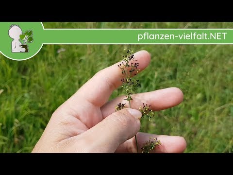 Echtes Labkraut - Reife Samen - 26.06.18 (Galium verum) - Essbare Wildkräuter bestimmen