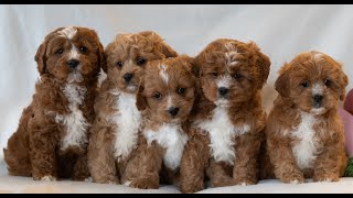 Video preview image #1 Cavapoo (Miniature) Puppy For Sale in DORNSIFE, PA, USA