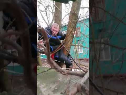 Трейлеры Спасение Тарзана