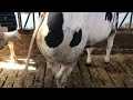 My Largest Cyst So Far Bovine Doctor