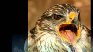 Oonagh - Falke Flieg