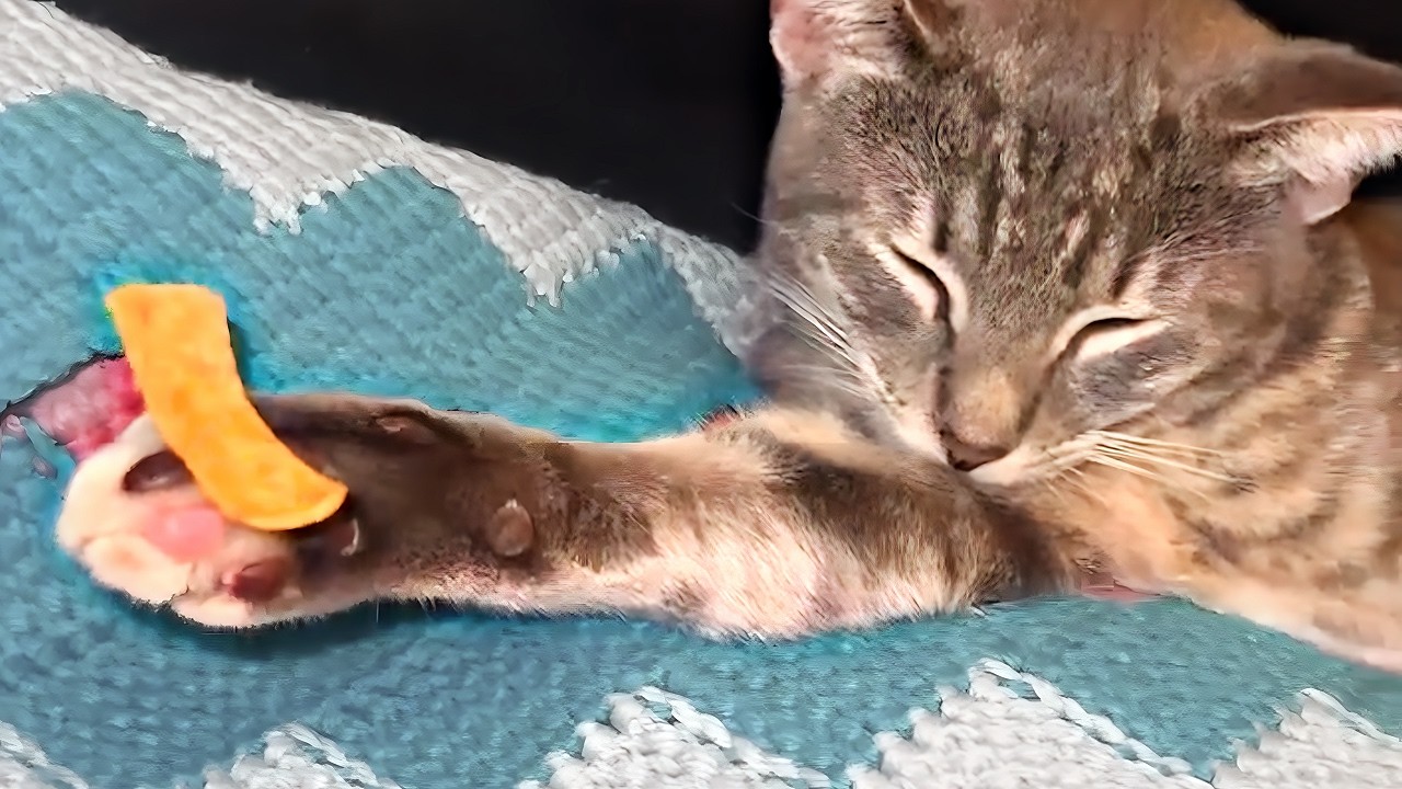 UNUSUAL MEMES COMPILATION V352